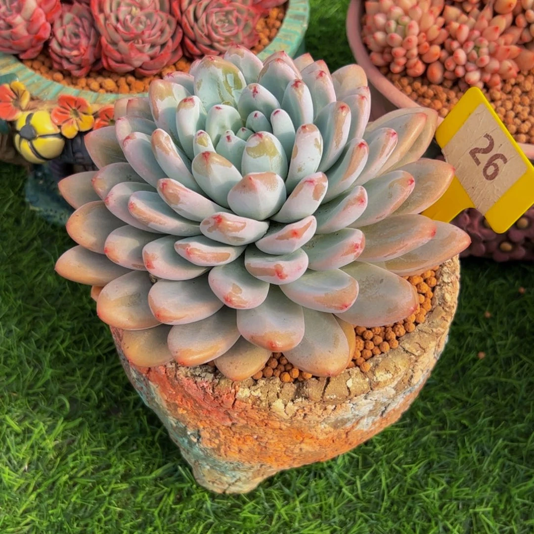 安**身单头星星雪26号