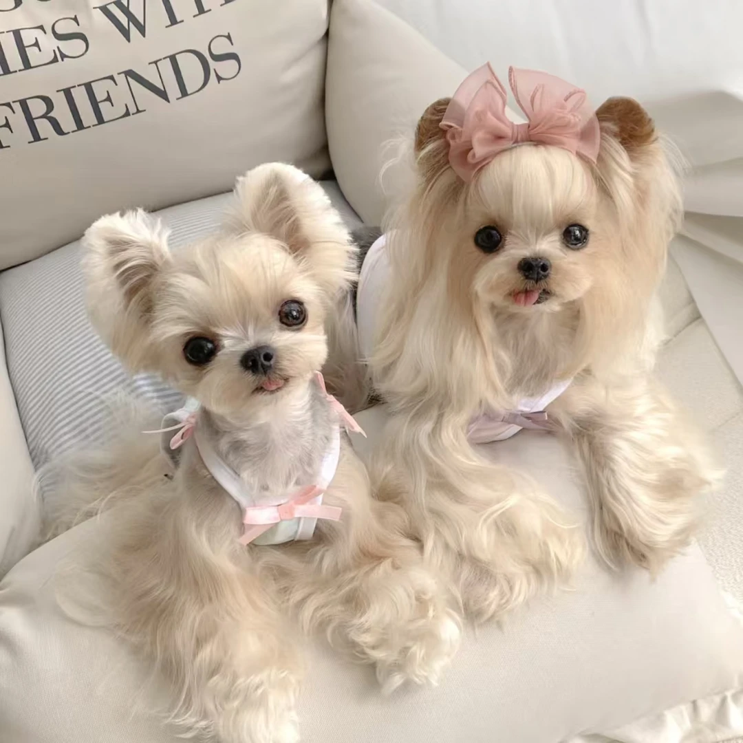 珊珊萌宠幼体纯种可爱温顺陪伴犬奔向你的摇粒绒狗狗