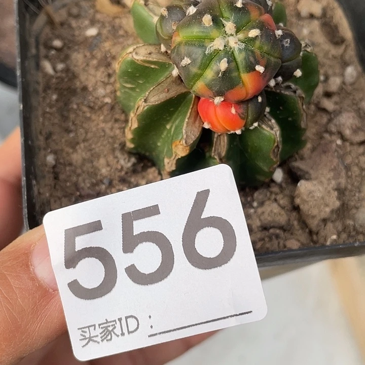 用***2仙人球无花朵556号