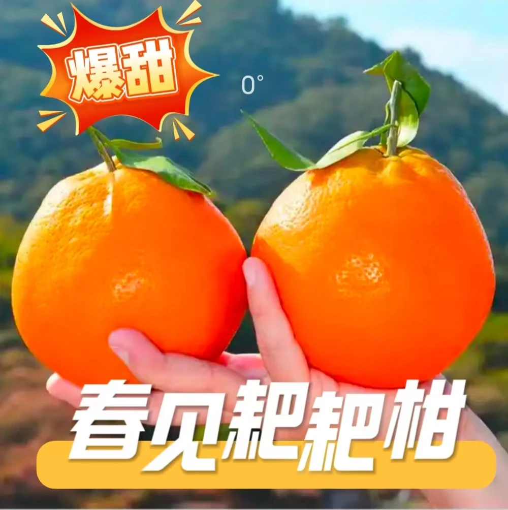 春见耙耙柑正宗四川眉山产区果园柑橘新鲜应季现摘现发新鲜应季