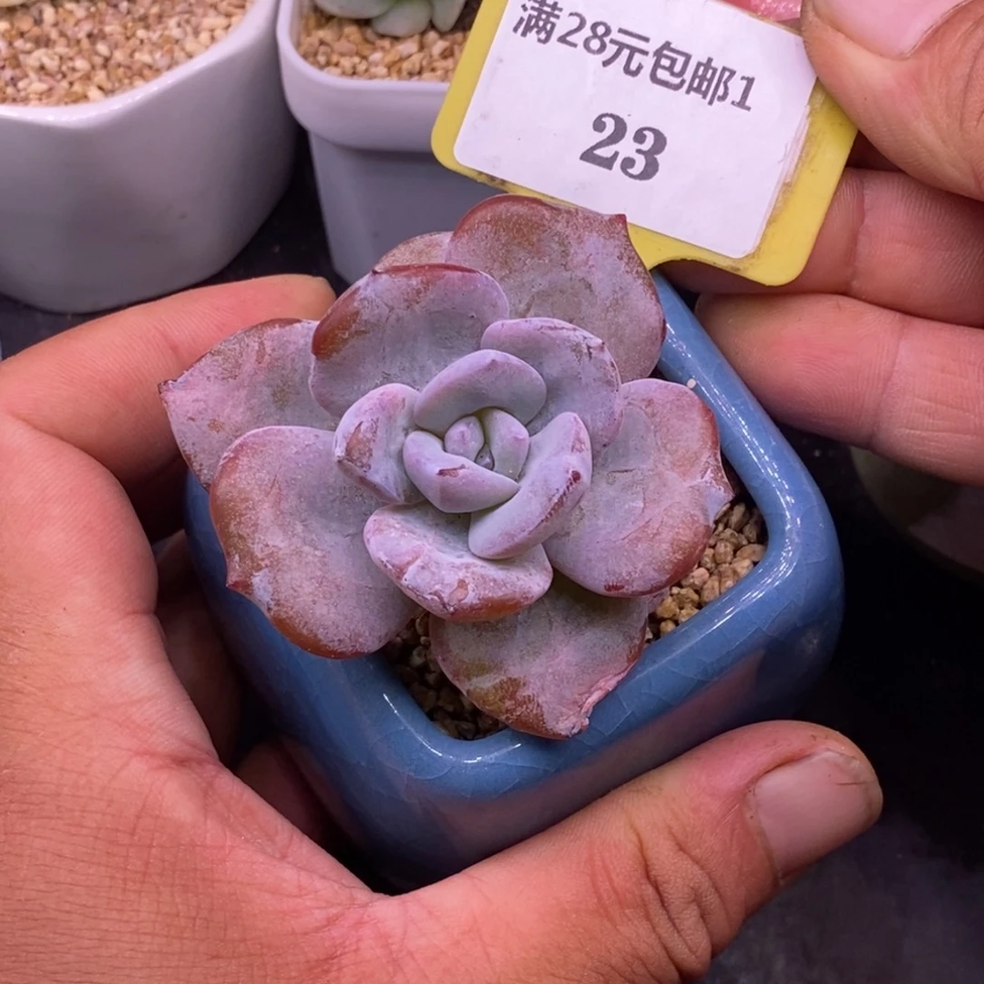 126老桩奶茶多肉……