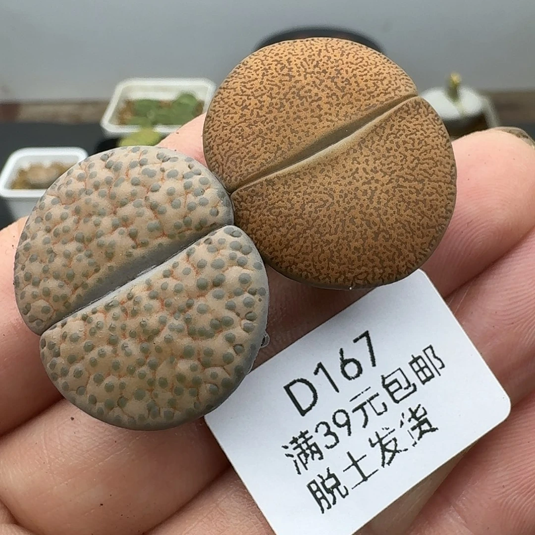 167多肉哈哈哈哈哈哈