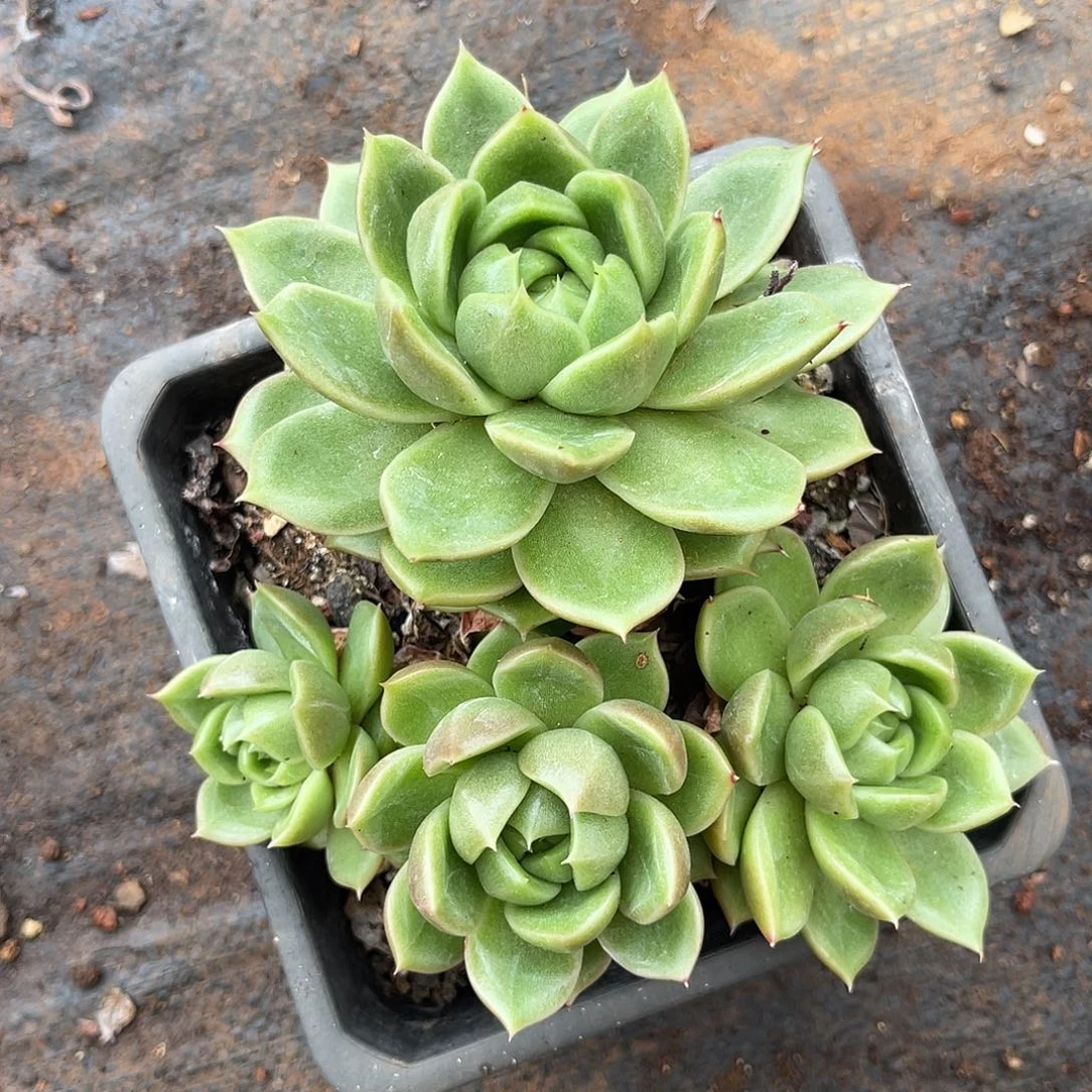 多肉植物宝石东云