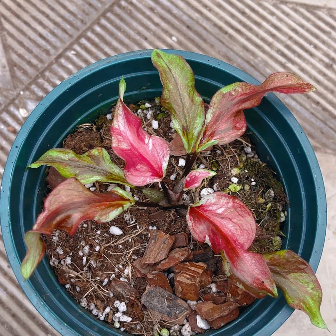 完全开放泰彩一物一拍4311