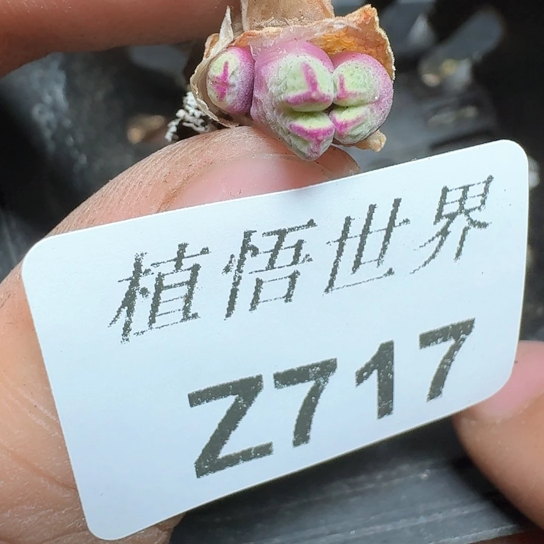 717盒多肉植物f g h h h