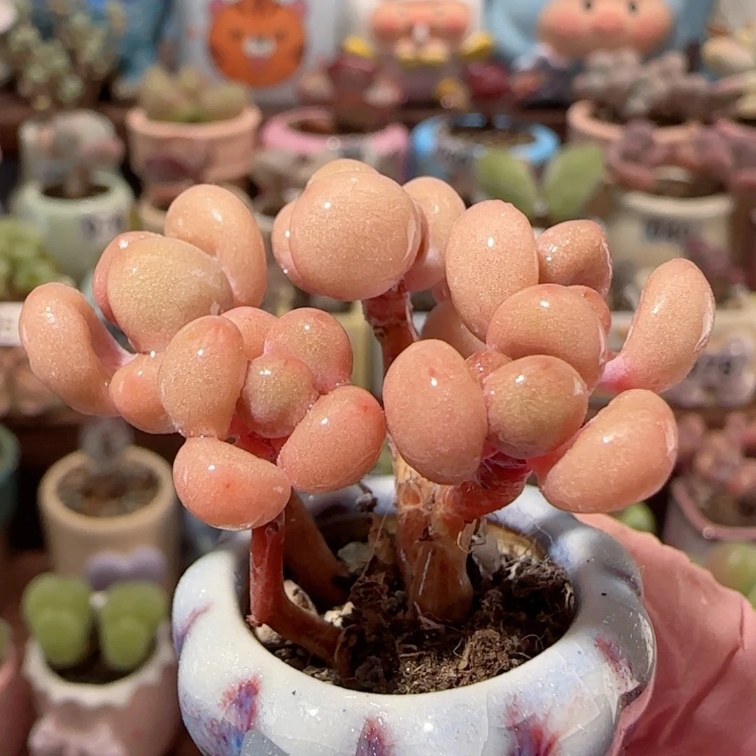 手捧桃蛋 盆口2cm