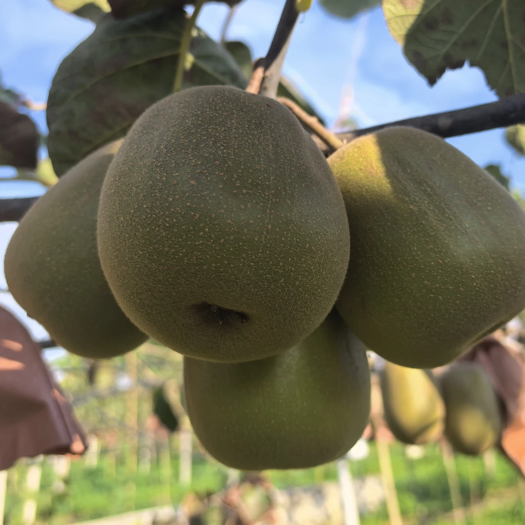 兴文高山九丝红心猕猴桃热卖中顺丰包邮