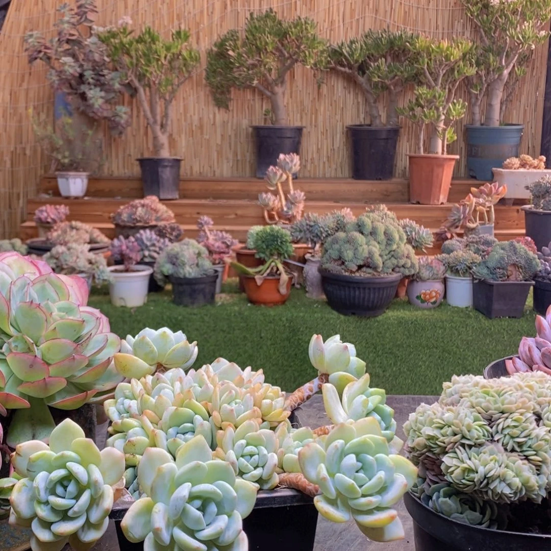 小*104号冷香多肉