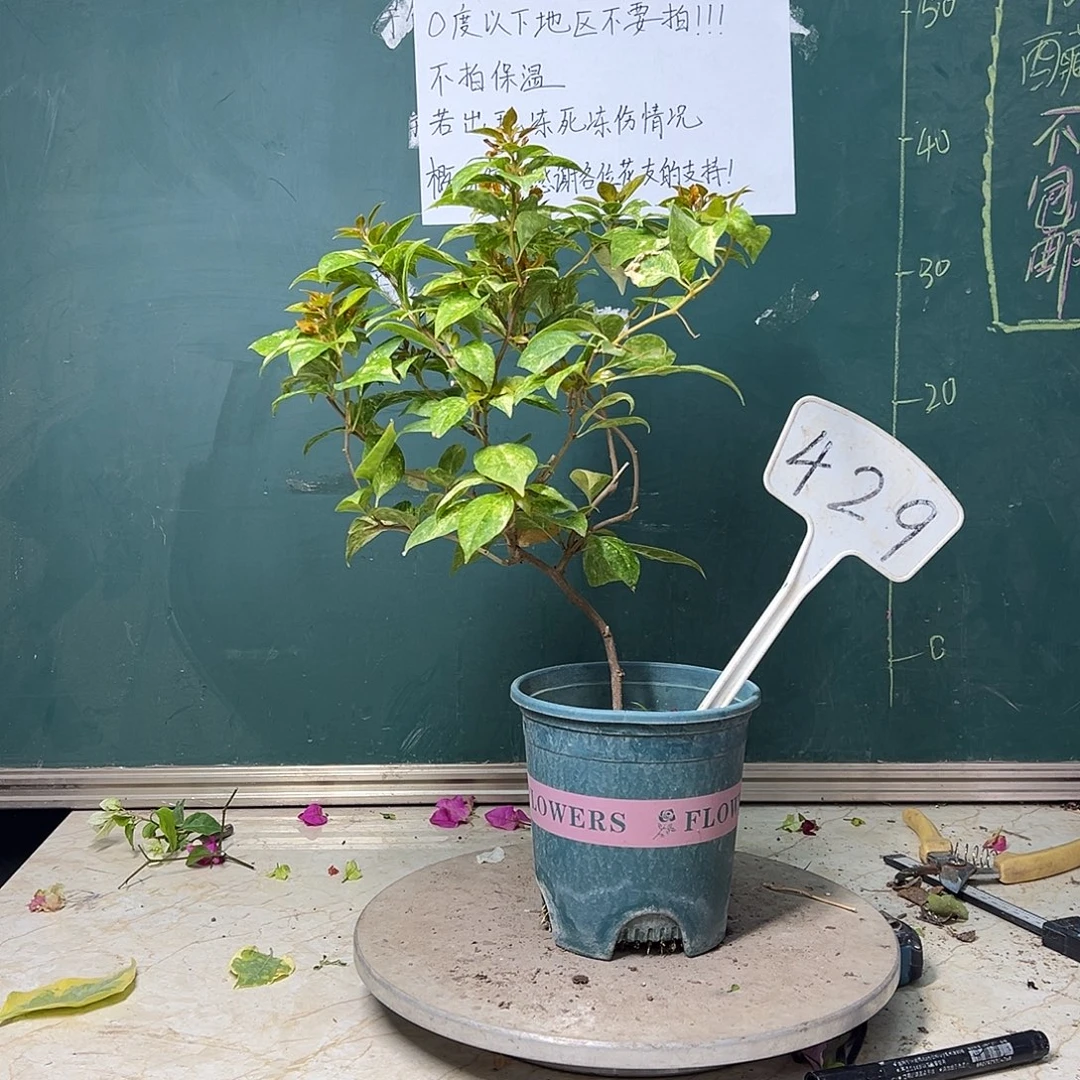 全部花苞沙斑女郎 造型429