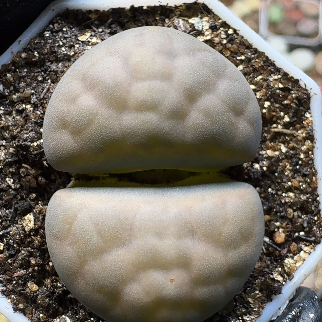 生石花22122。   3公分多。 117