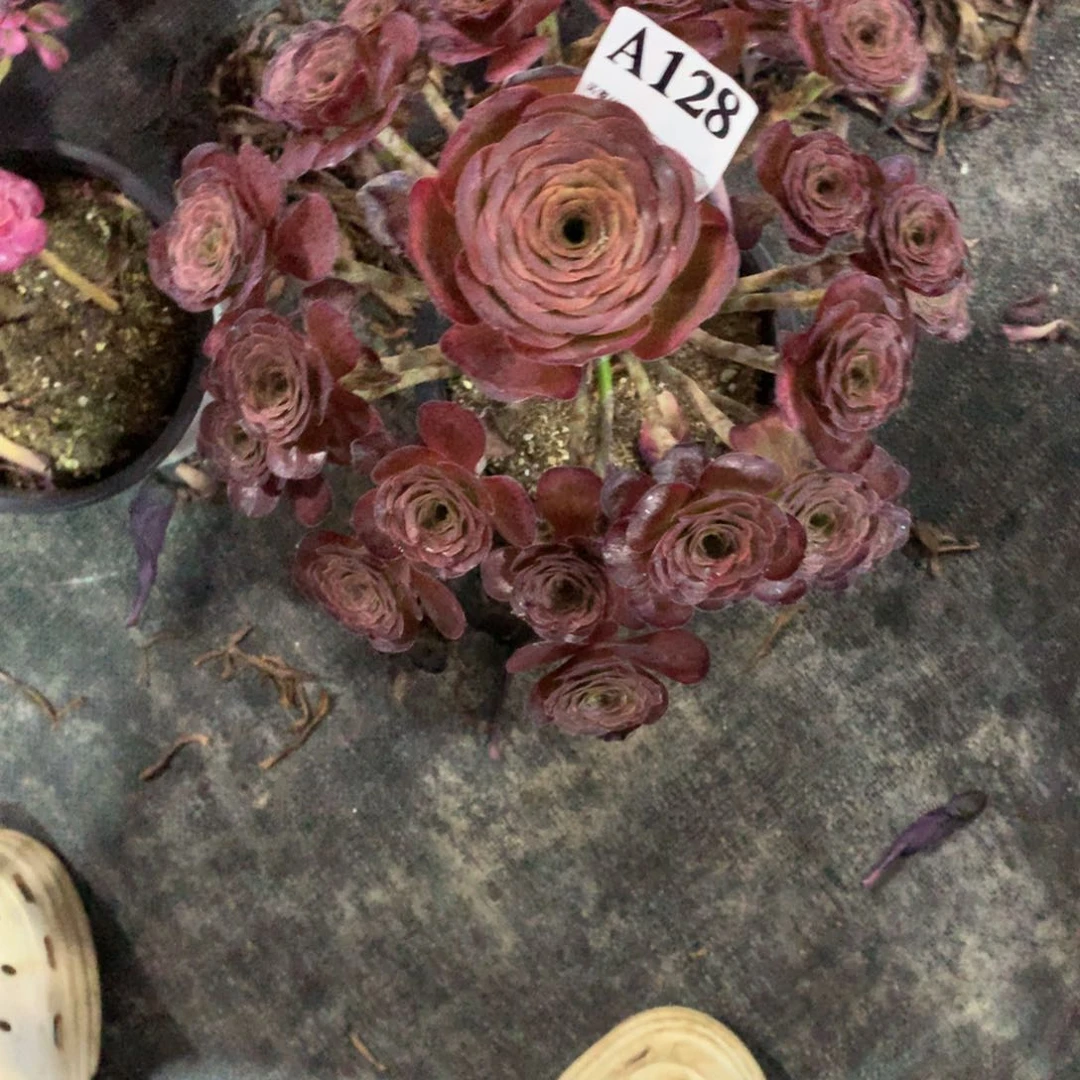 魅金玫瑰12法师多肉植物