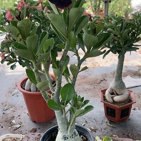 【闪购商品】无花朵苏*