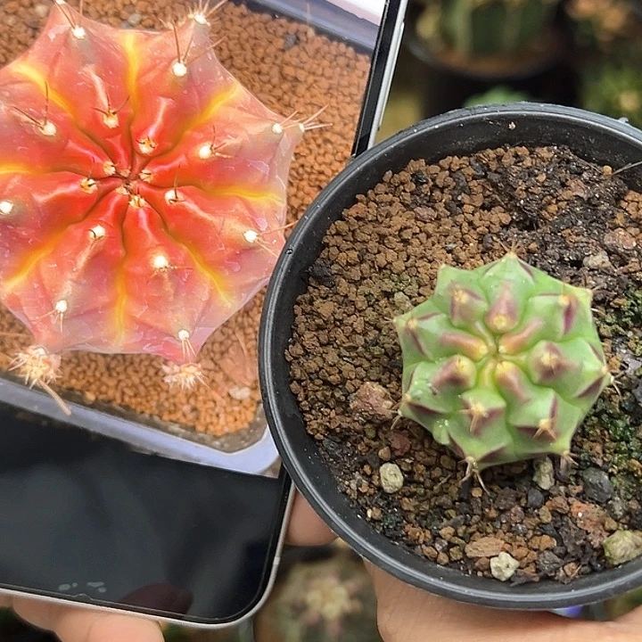 泰系侧芽绿膜，带盆土发货
