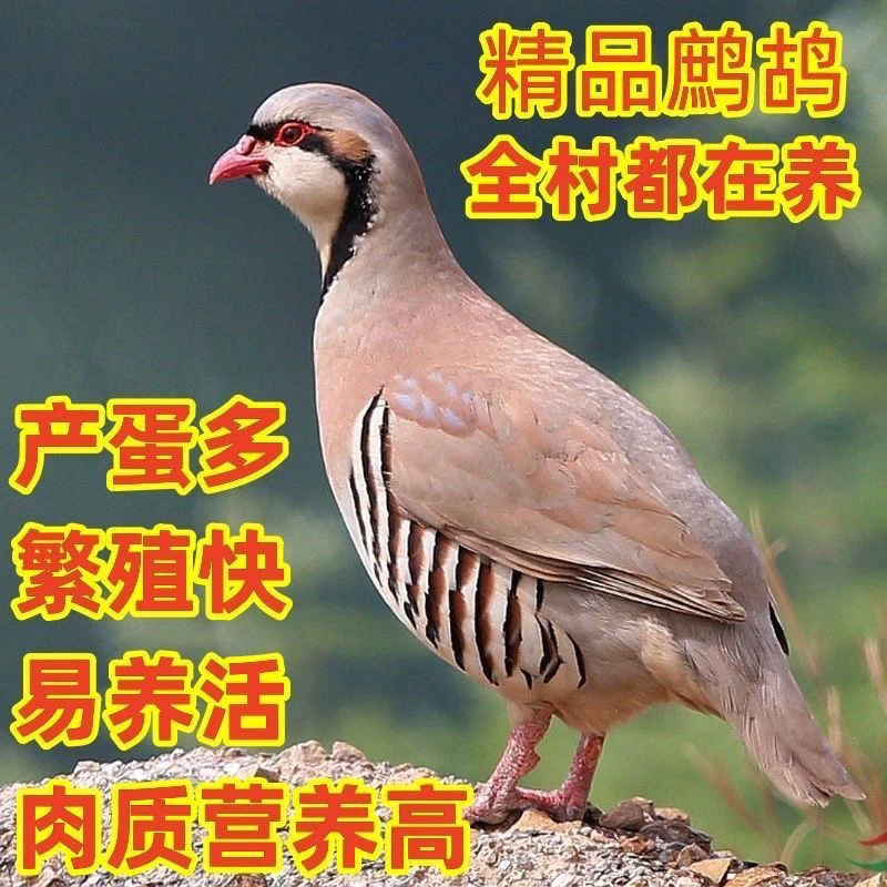 咕咕鸡 宠物鸡 包邮宠物鸟一公三母或二公二母生鲜