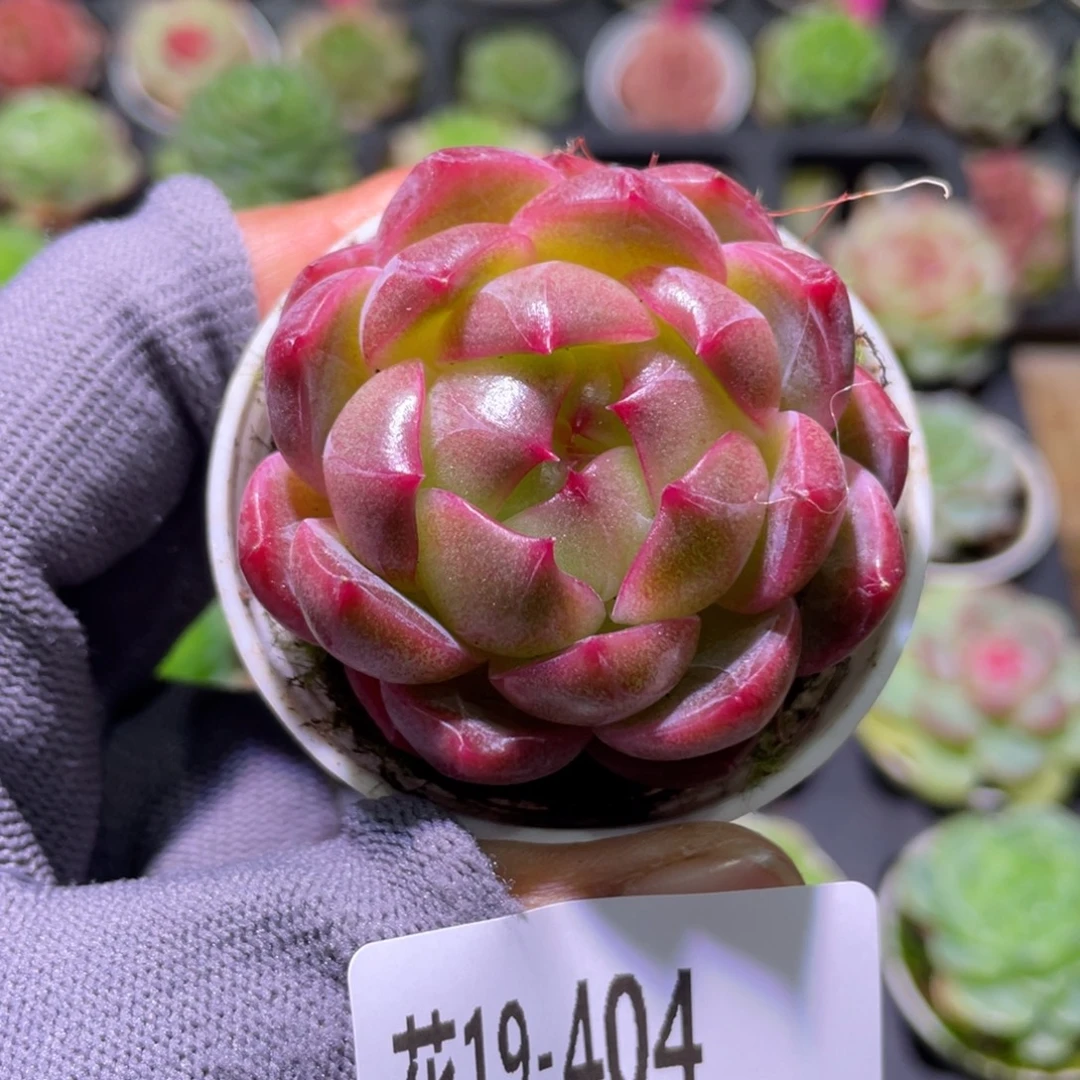 花利美19-404福利珍妮