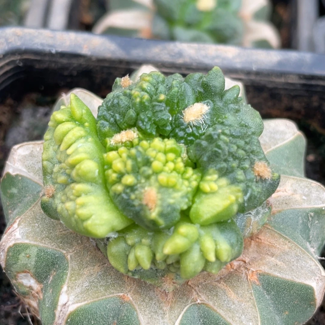 全部花朵炸犹哥怒锦 仙人球