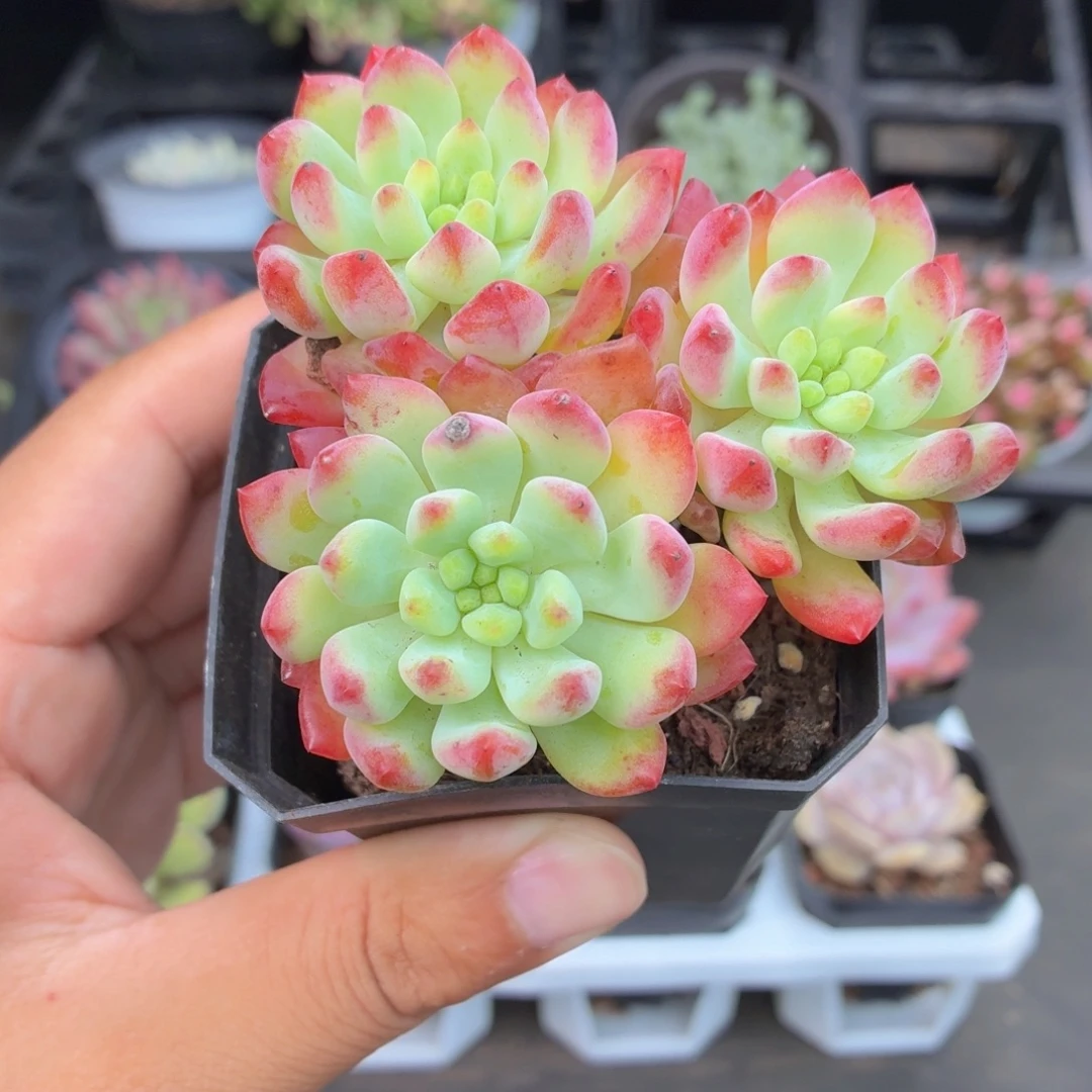 兰苹果多肉9.9包邮发货