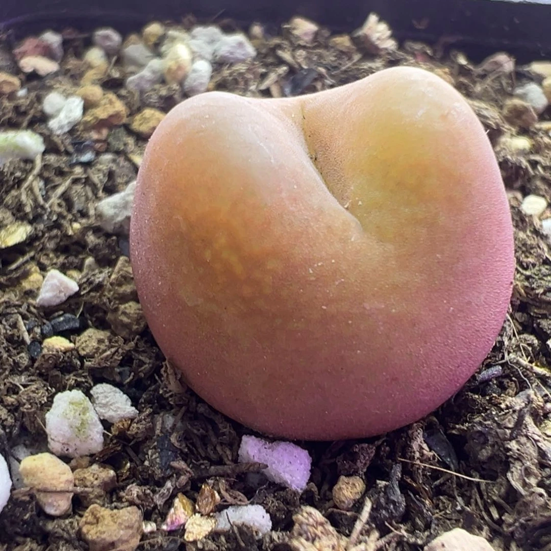 毛汗尼特特特特特特特62