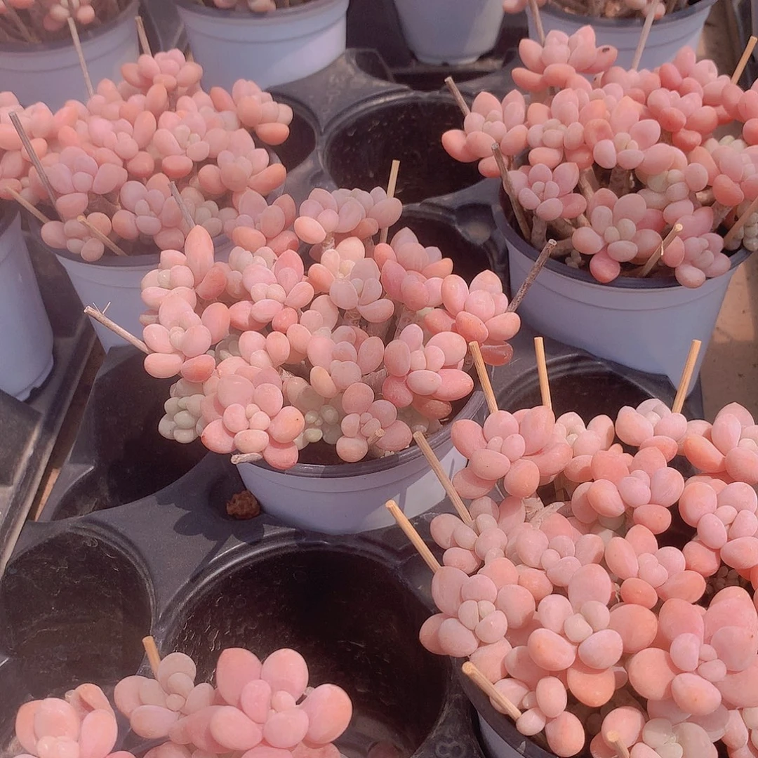 老庄鱼子酱245677899900