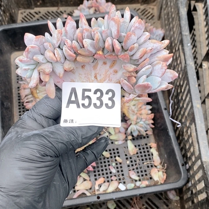 533 粉兔缀呀呀呀呀