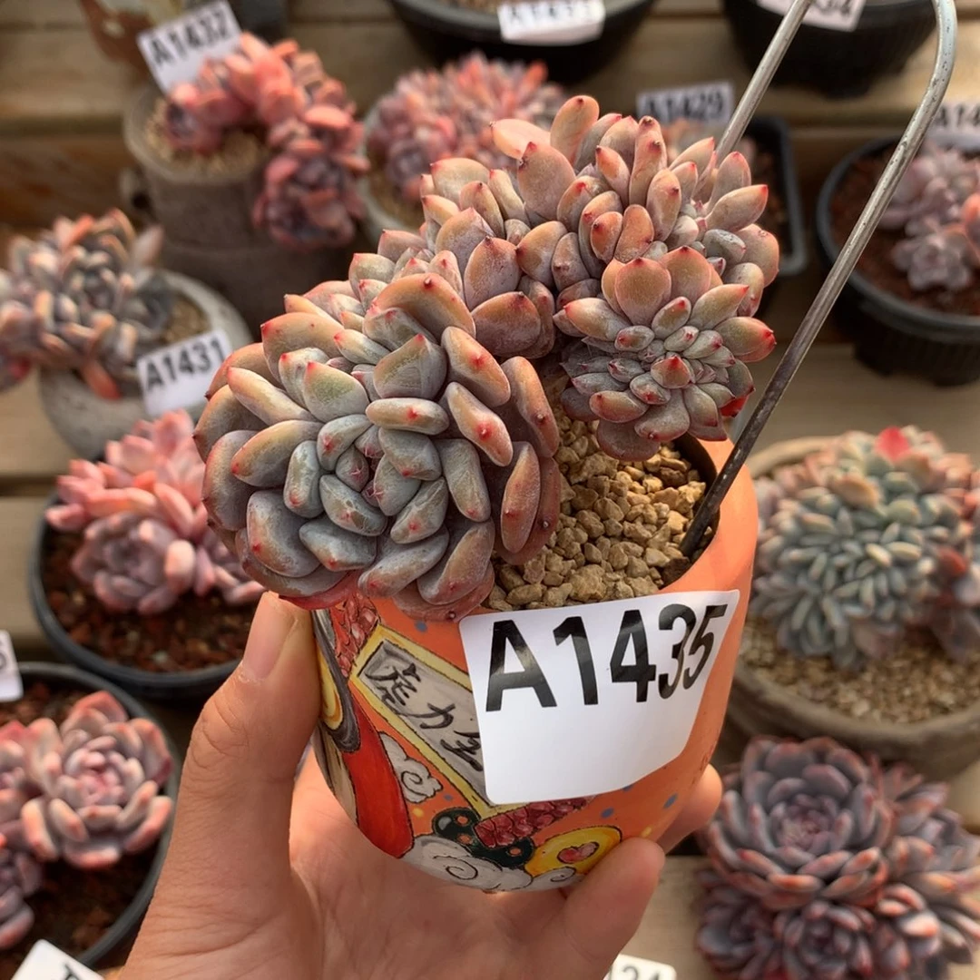 A1435 星影石榴籽缀化小树 高杆 福利