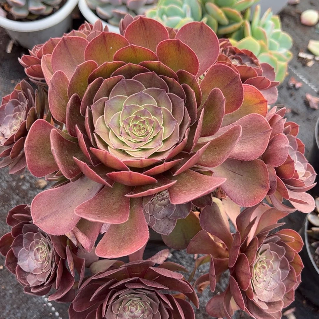 万圣节法师多头群生大盆