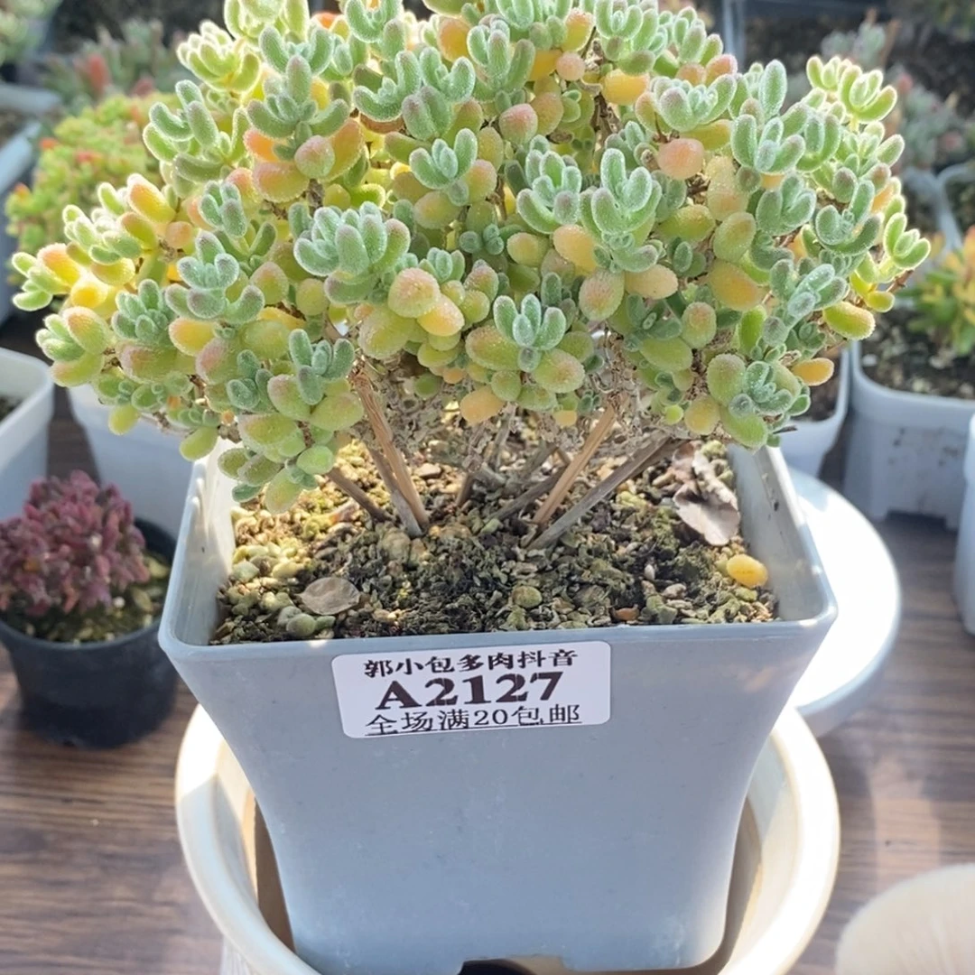 今***饭优选冰晶带盆2127