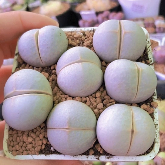 无花朵0650，2.5-2.9厘米下班福利