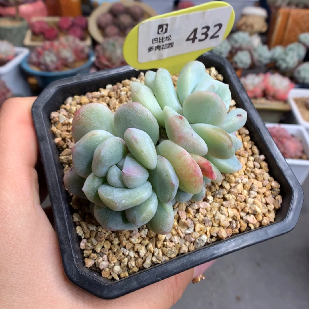 432四头冰玉石化多肉植物