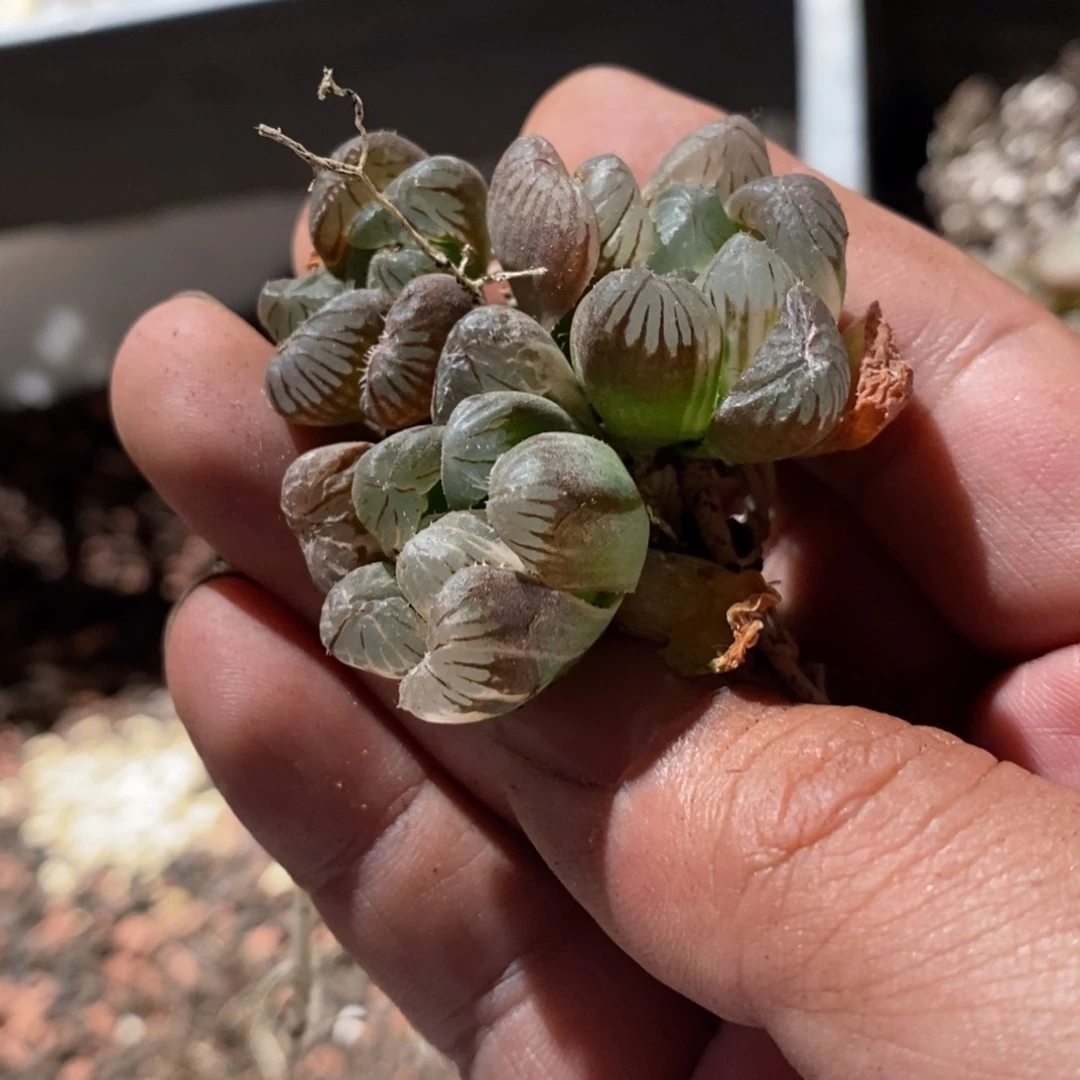 13110 三颗实生雨露锦 超级福利