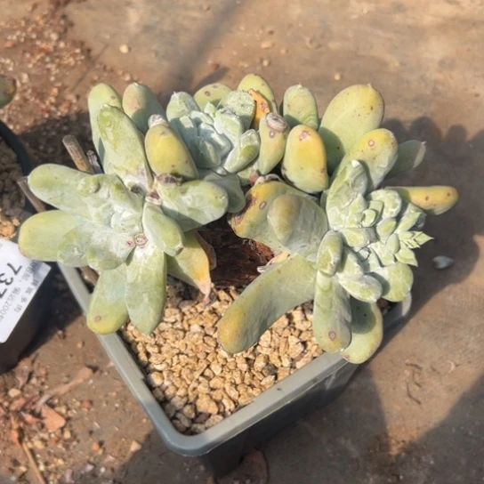 用****7谢谢姐姐～一物一拍7381