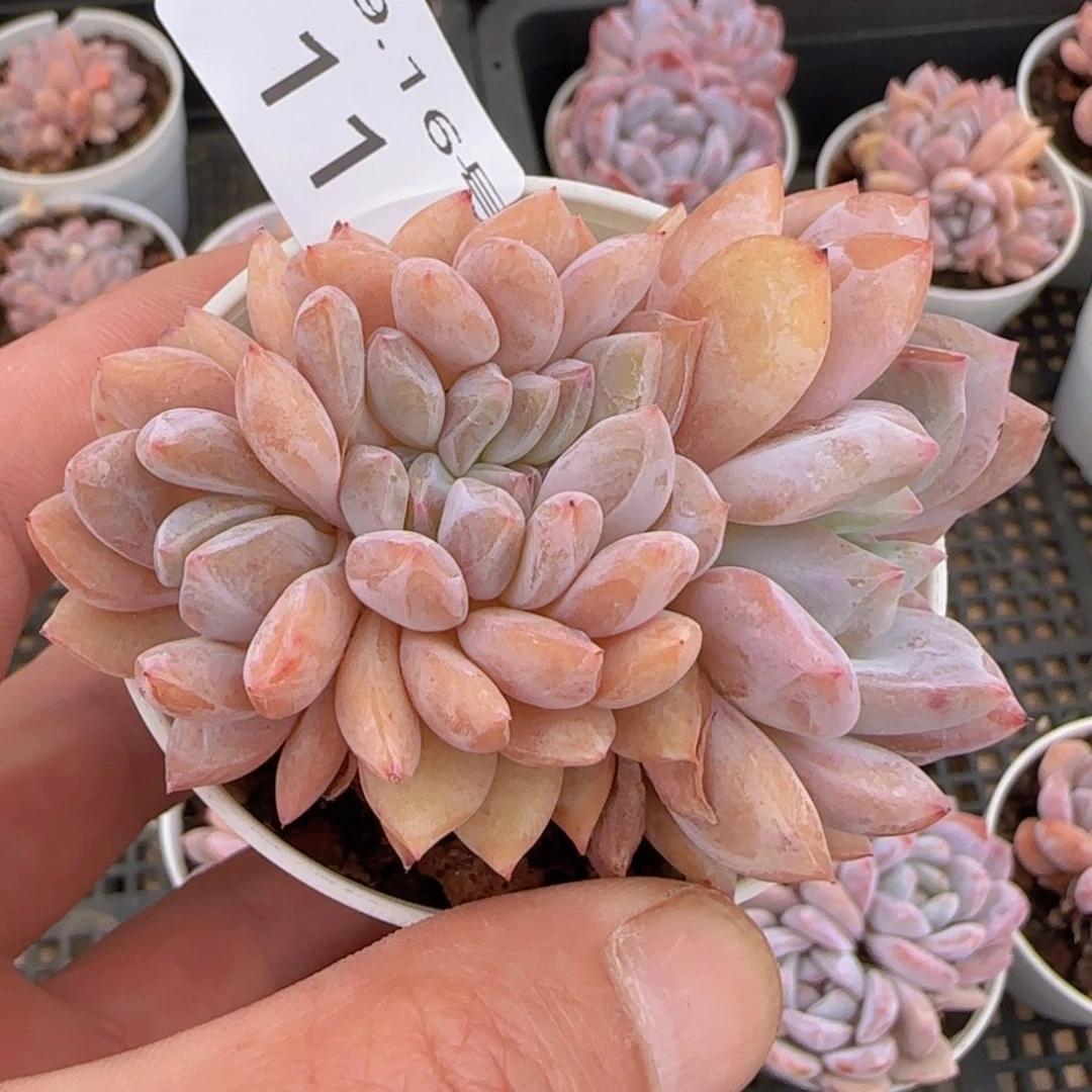 星影缀化一颗脱土