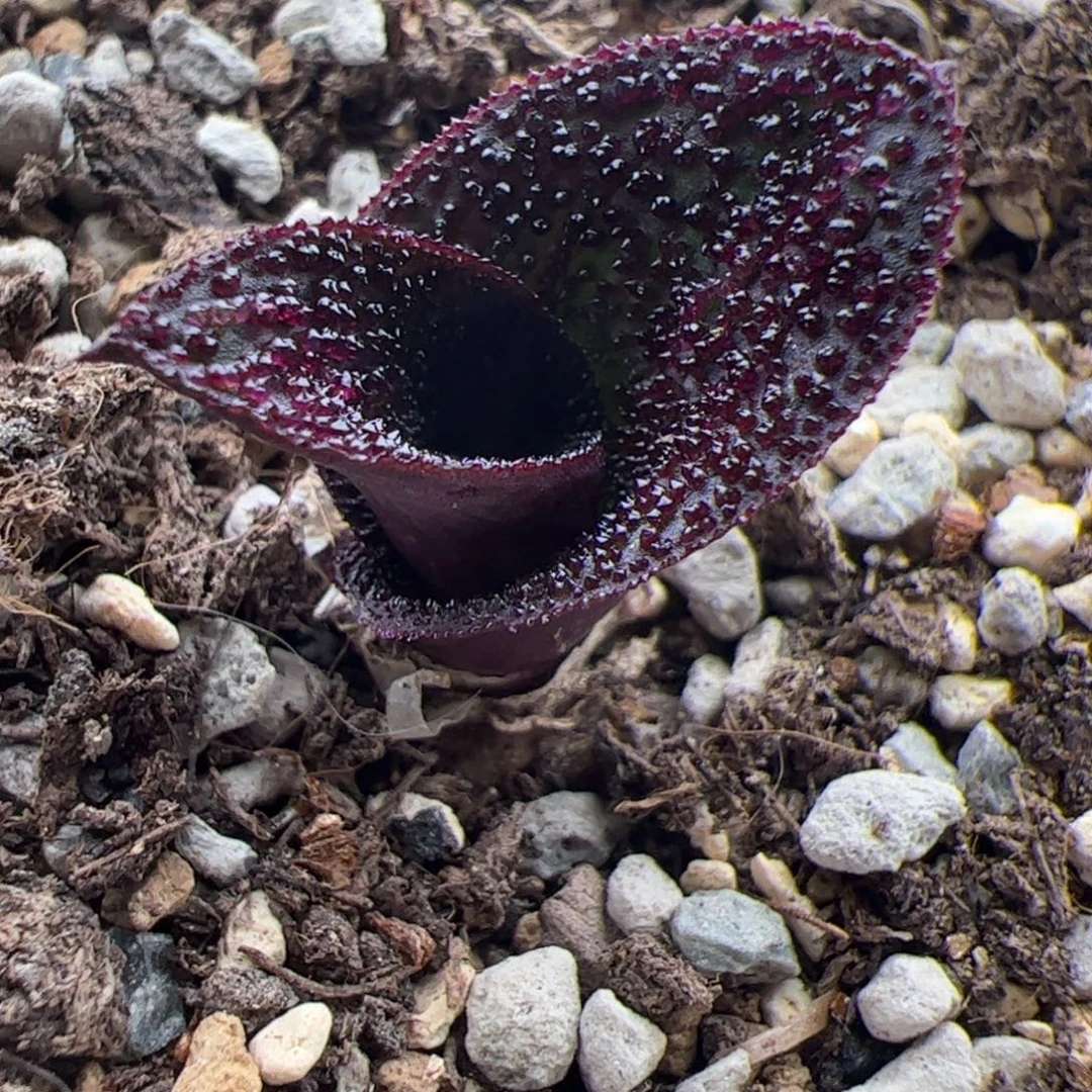 11.4紫镜多肉植物69