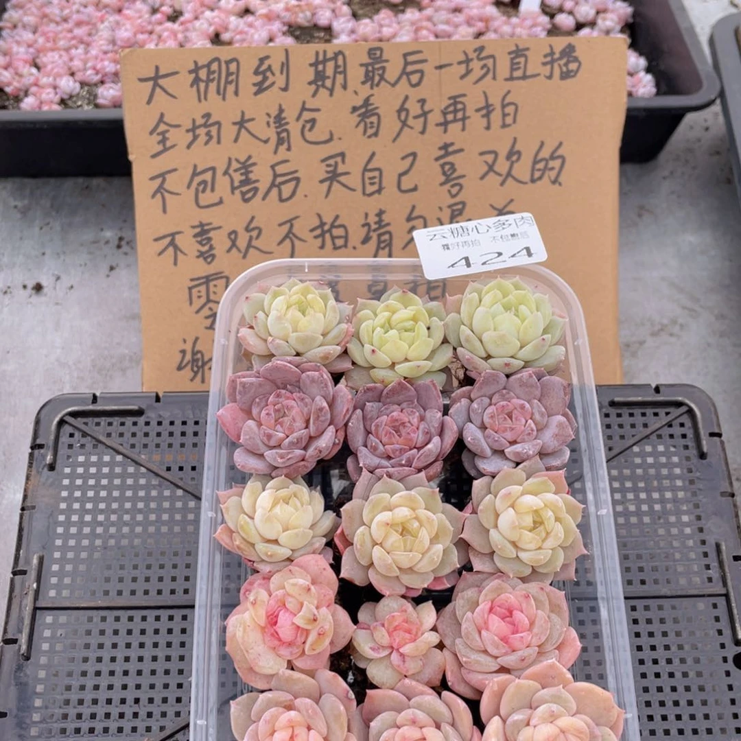 云糖心多肉植物424