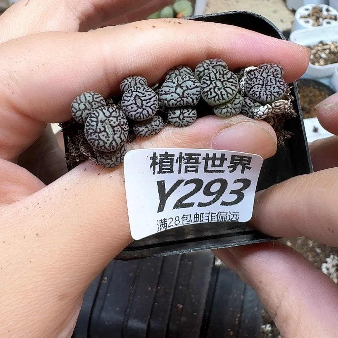 多肉植物的人生法gh