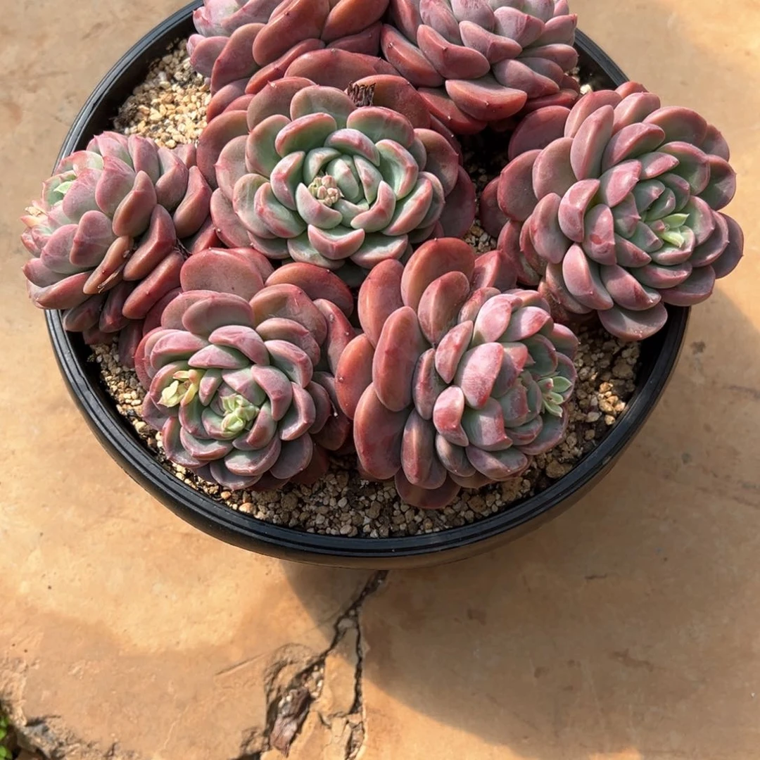 m****52.23.07新品暗纹系