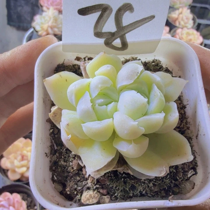 T***乖28.qqqwwwwwwwwwq