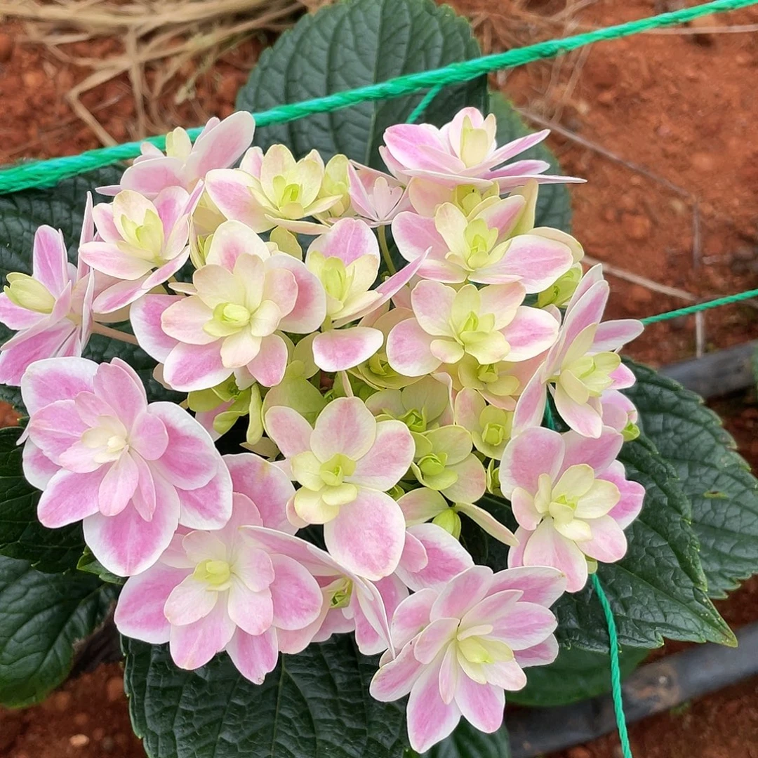 绣球切花一物一拍3枝起包邮，56