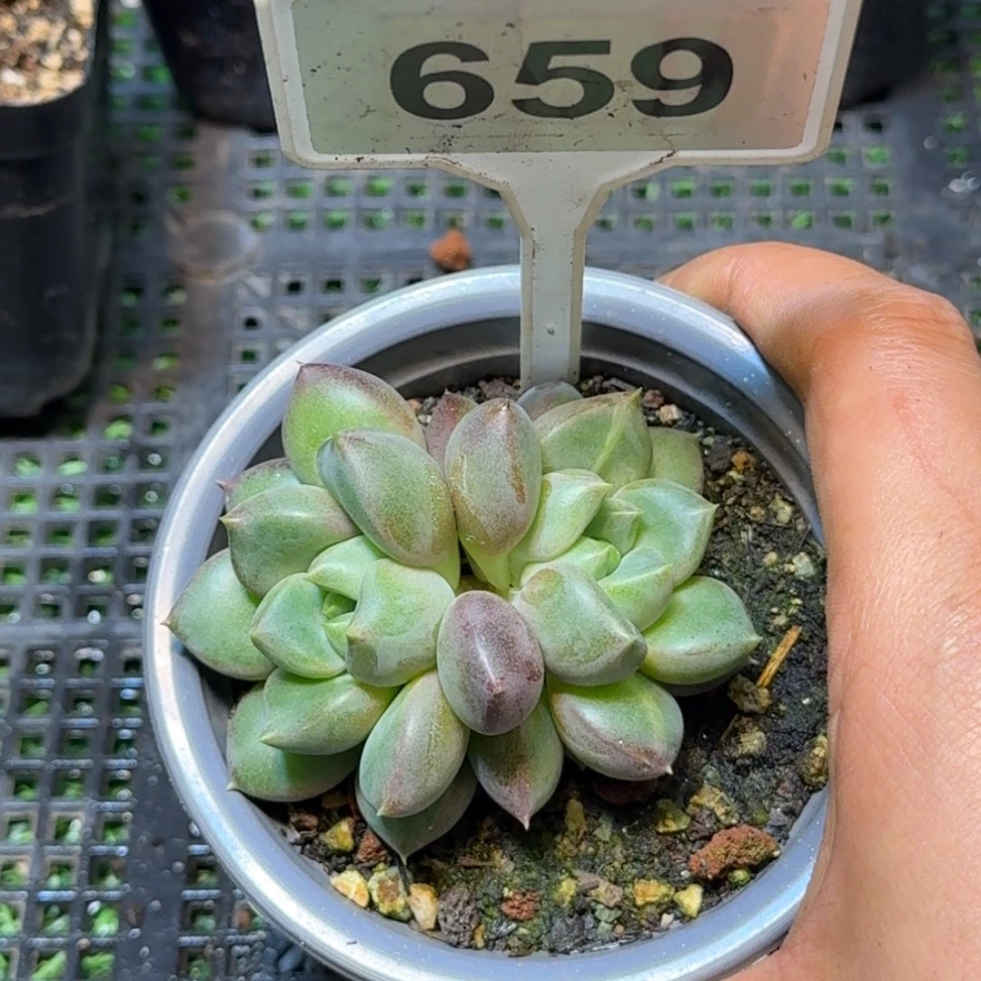 多肉植物象牙群659