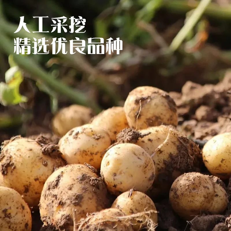 甘肃定西新土豆9斤黄皮黄心沙糯粉面洋芋蔬菜蒸煮炒炒菜炖肉配菜