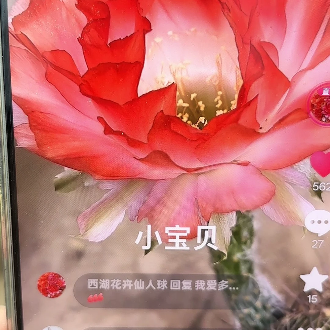 小宝贝彩4-5公分侧牙20包邮