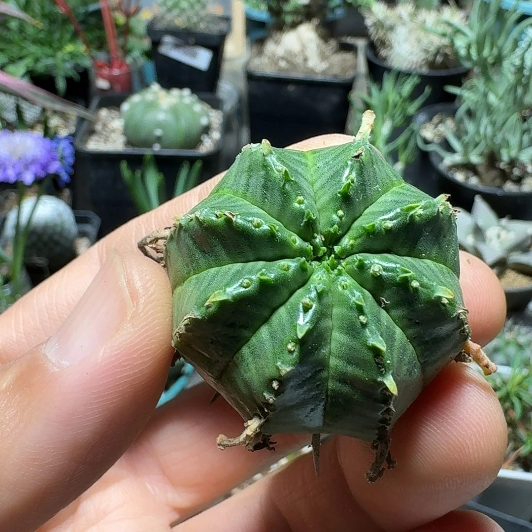585法利达脱土发货