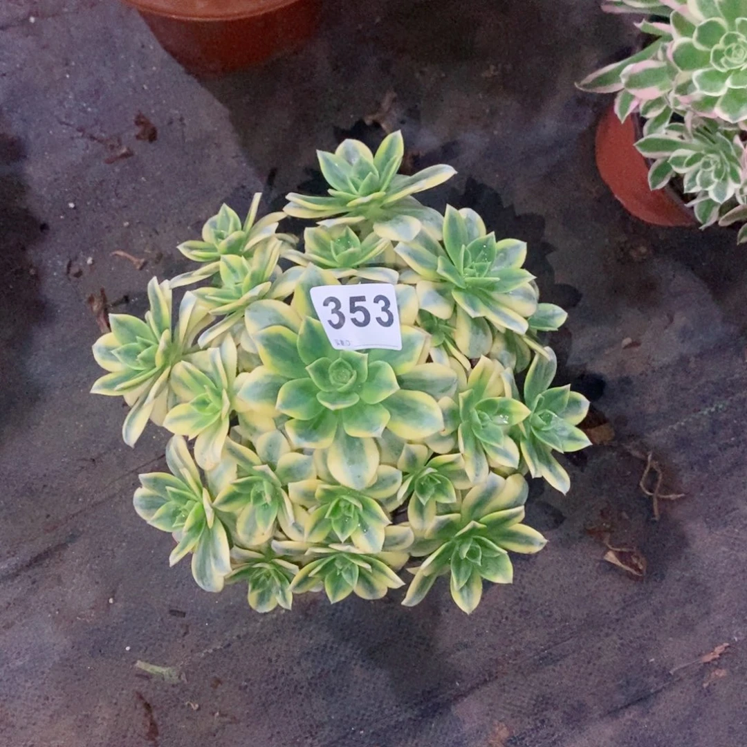 C*平星爆353多肉11111