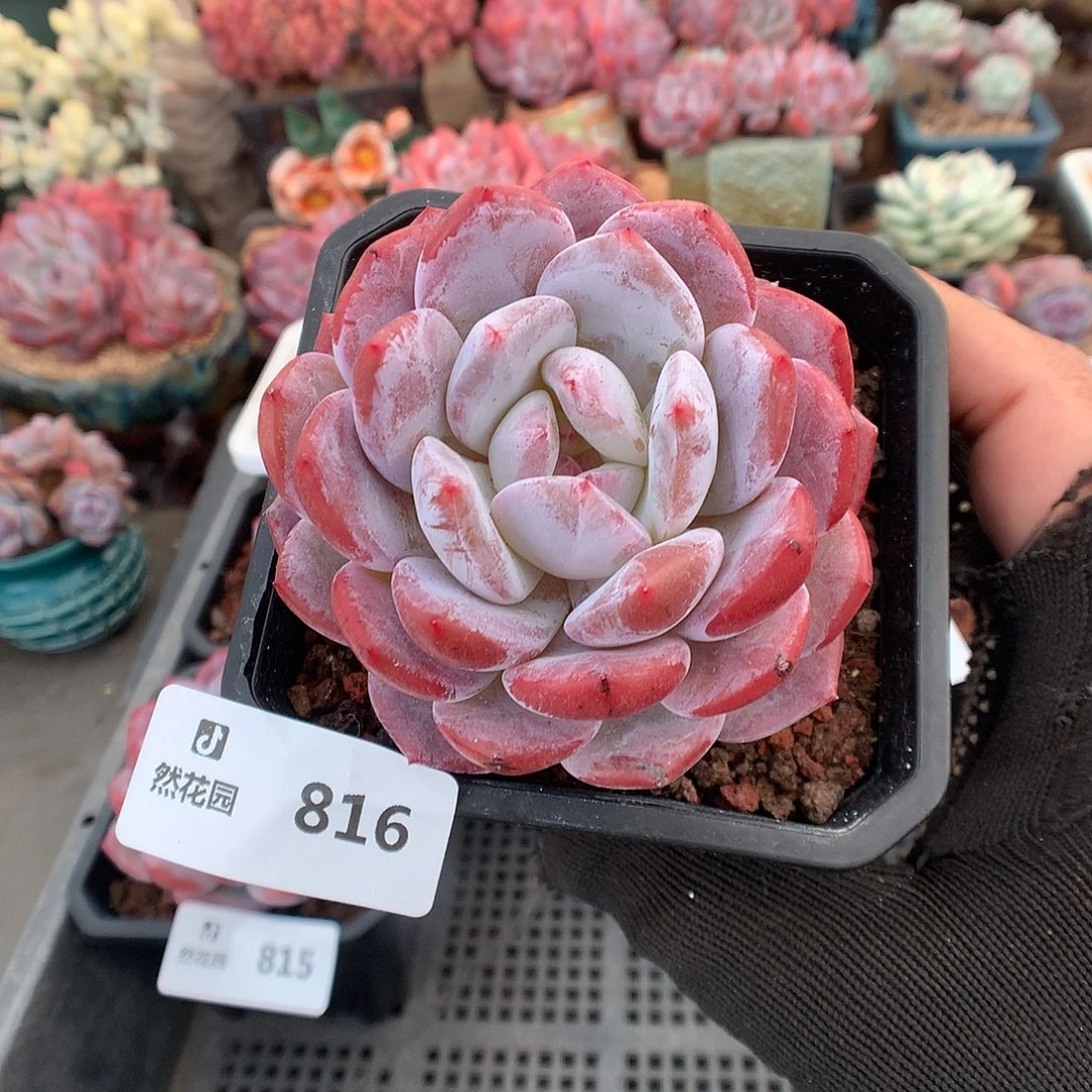 816钻石橙多肉植物6666