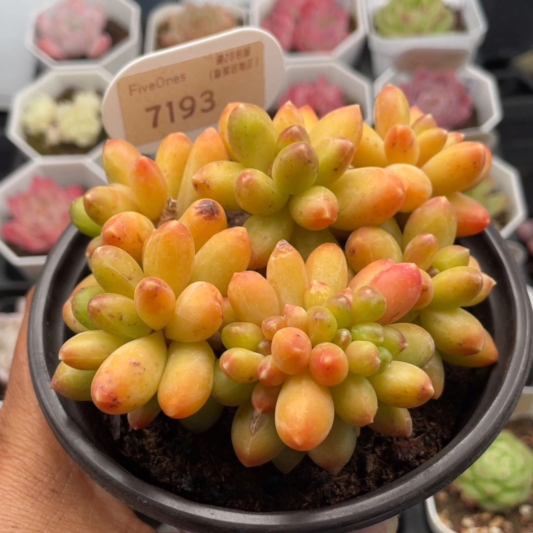 黄香蕉7193-12.0厘米