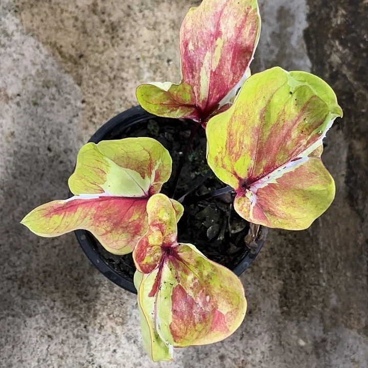 69-1023龙五变异彩叶芋泰国