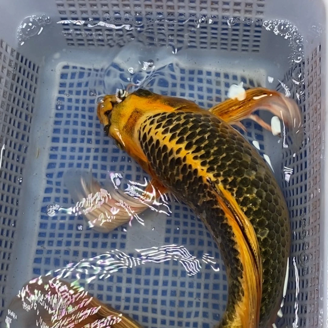 锦鲤冷水锦鲤包邮