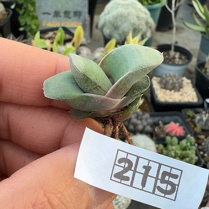 215丸叶白肌卧牛脱土发货