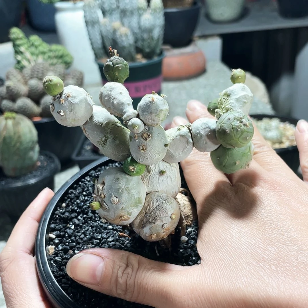 大*666666666666666666