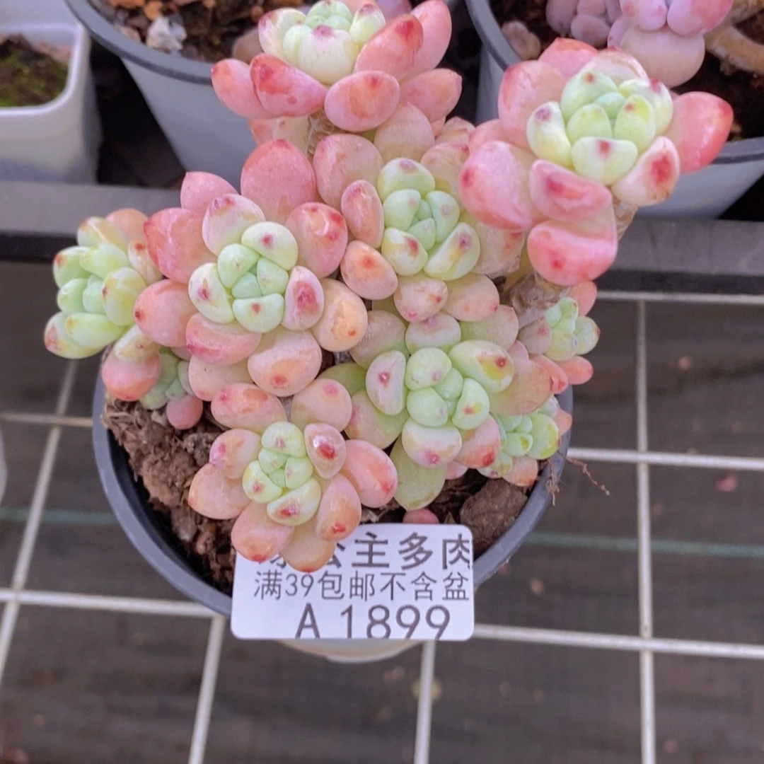 樱花罗琦老桩有砍8cm1899多肉丸